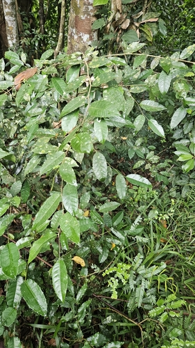 Streblus ilicifolius