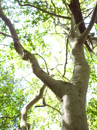 Streblus pendulinus