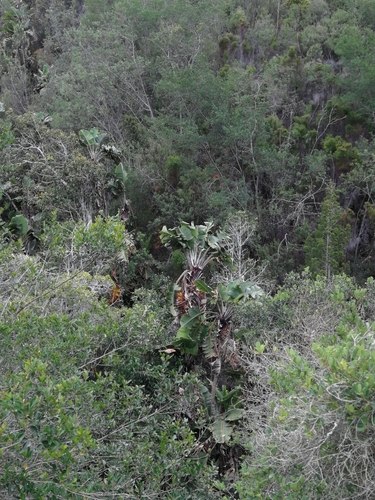 Strelitzia alba