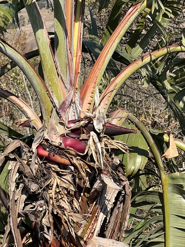 Strelitzia caudata