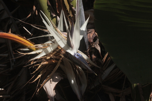 Strelitzia nicolai