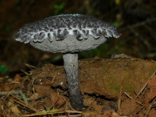 Strobilomyces floccopus