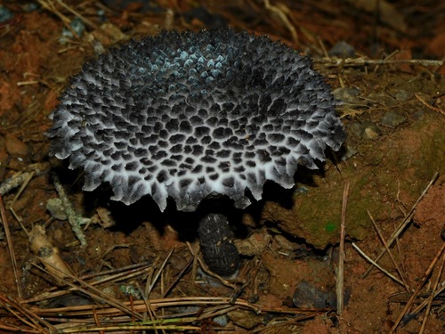 Strobilomyces floccopus