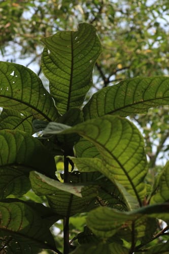 Strobocalyx arborea