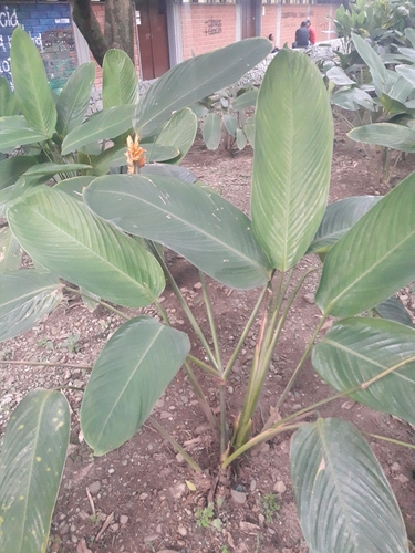 Stromanthe jacquinii