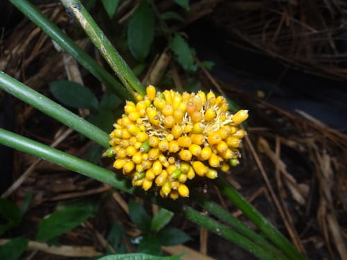 Stromanthe macrochlamys