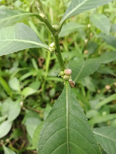 Struchium sparganophorum