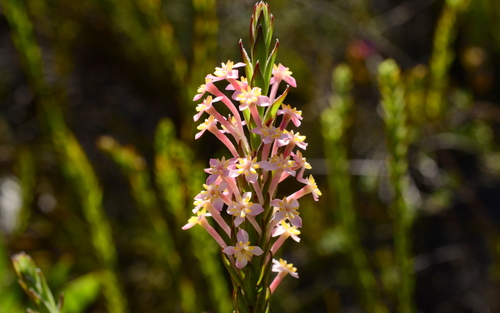 Struthiola ciliata