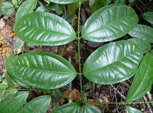 Strychnos aculeata