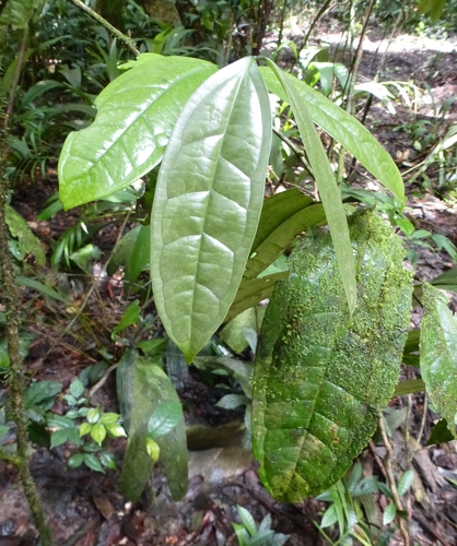 Strychnos aculeata