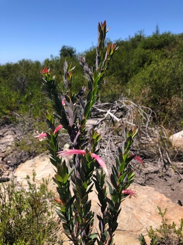 Styphelia triflora