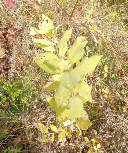 Styrax glaber