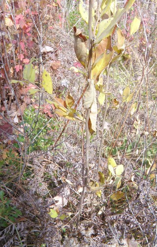 Styrax glaber