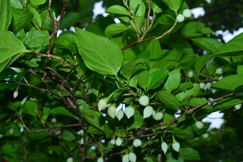 Styrax japonicus