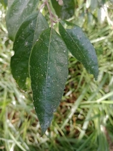 Styrax pohlii
