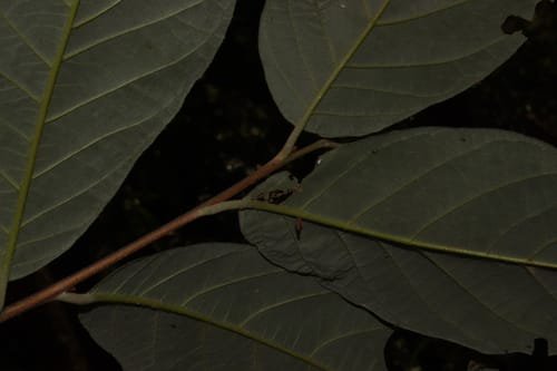 Styrax radians