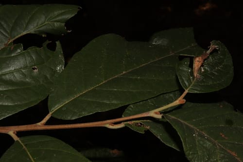 Styrax radians
