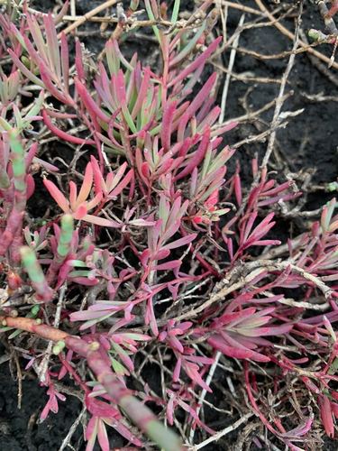 Suaeda australis