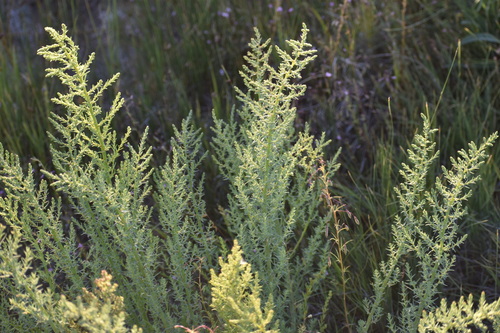 Suaeda calceoliformis