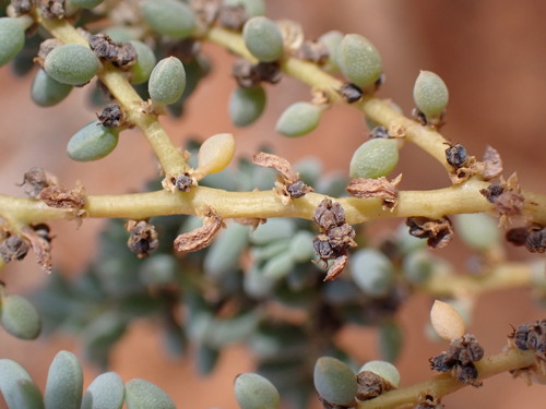 Suaeda fruticosa