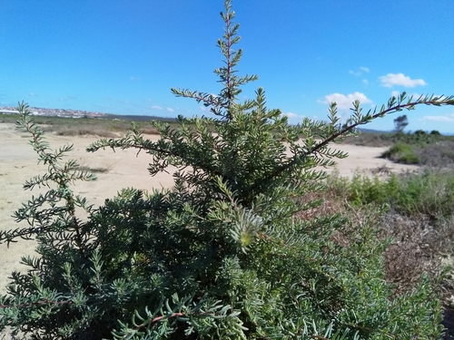 Suaeda fruticosa