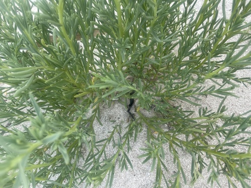 Suaeda linearis