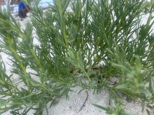 Suaeda linearis