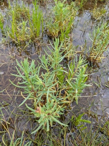 Suaeda maritima