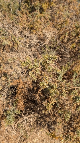 Suaeda monoica