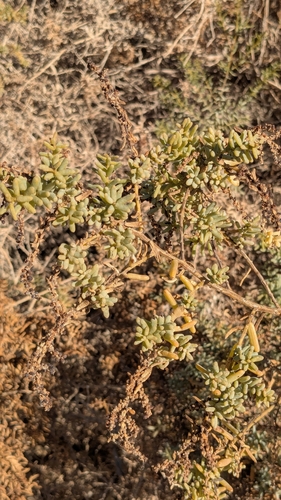 Suaeda monoica