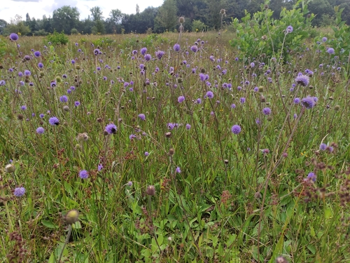 Succisa pratensis