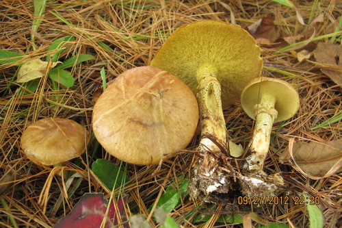 Suillus acidus