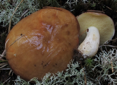 Suillus brevipes