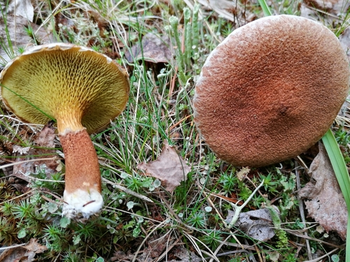 Suillus cavipes