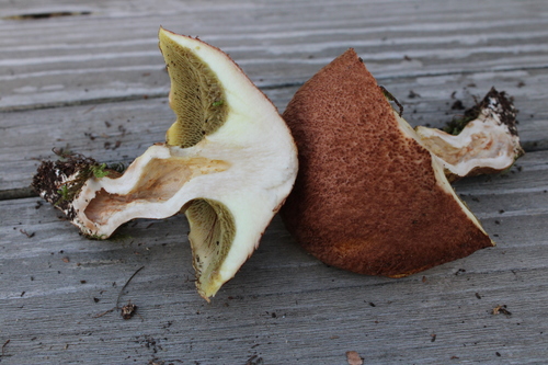 Suillus cavipes