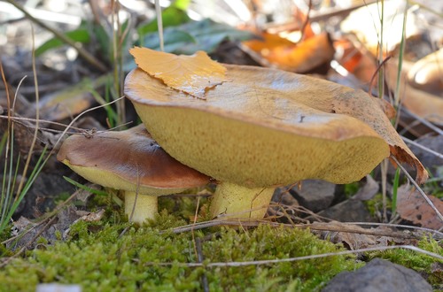 Suillus collinitus