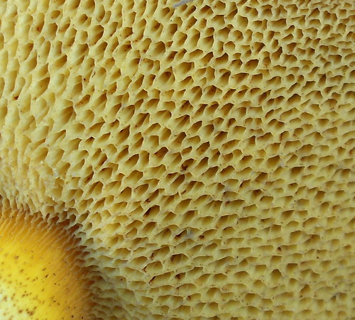 Suillus collinitus