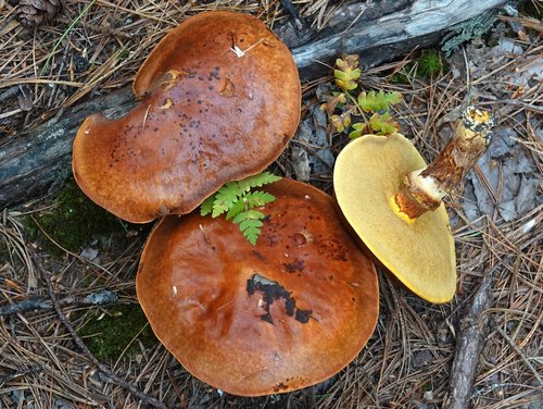 Suillus elegans