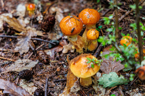 Suillus elegans