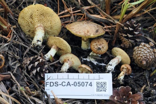 Suillus flavidus
