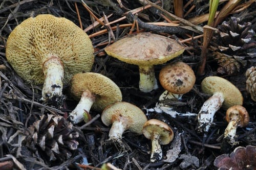 Suillus flavidus