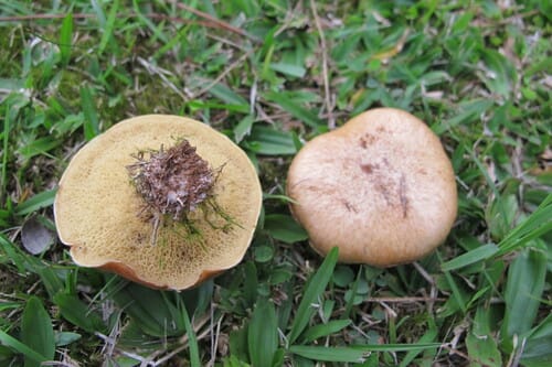 Suillus granulatus