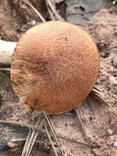 Suillus hirtellus