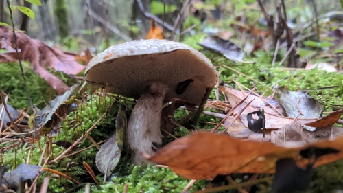 Suillus laricinus