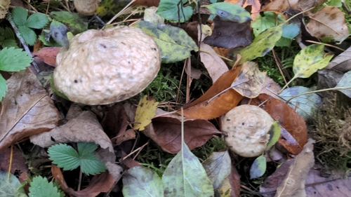 Suillus laricinus