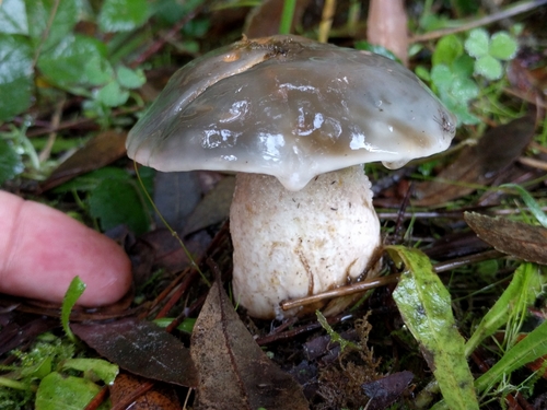 Suillus pungens