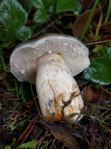 Suillus pungens
