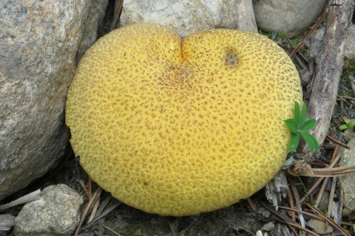 Suillus tomentosus