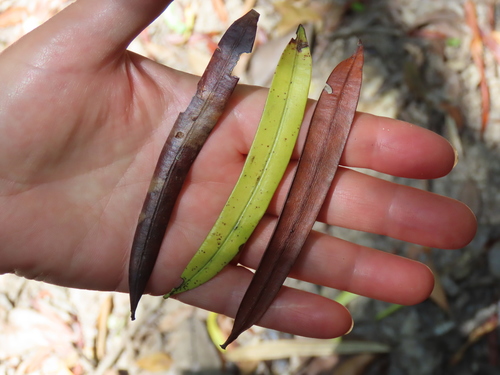 Sundacarpus amarus