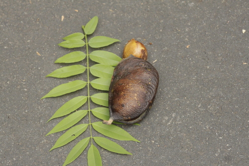 Swartzia langsdorffii